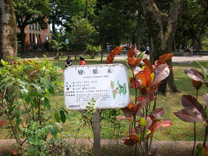 變葉木