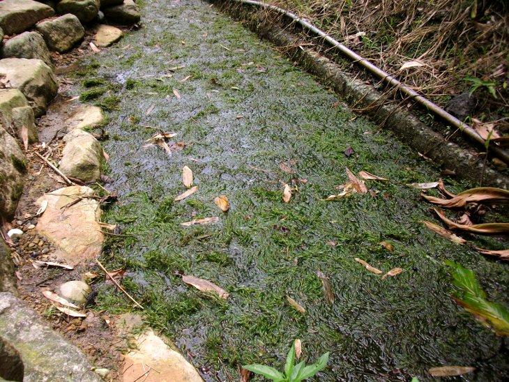 佈滿水草的排水溝