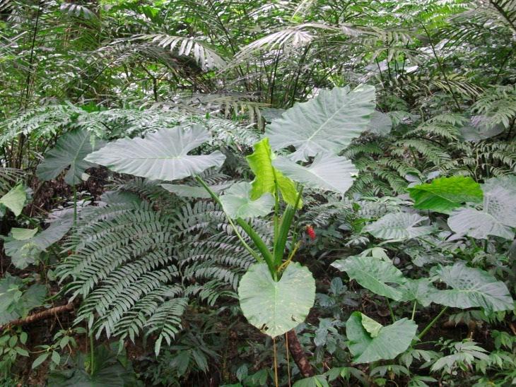 路上隨處所拍著植物
