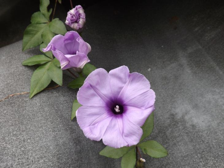 剛綻開的牽牛花