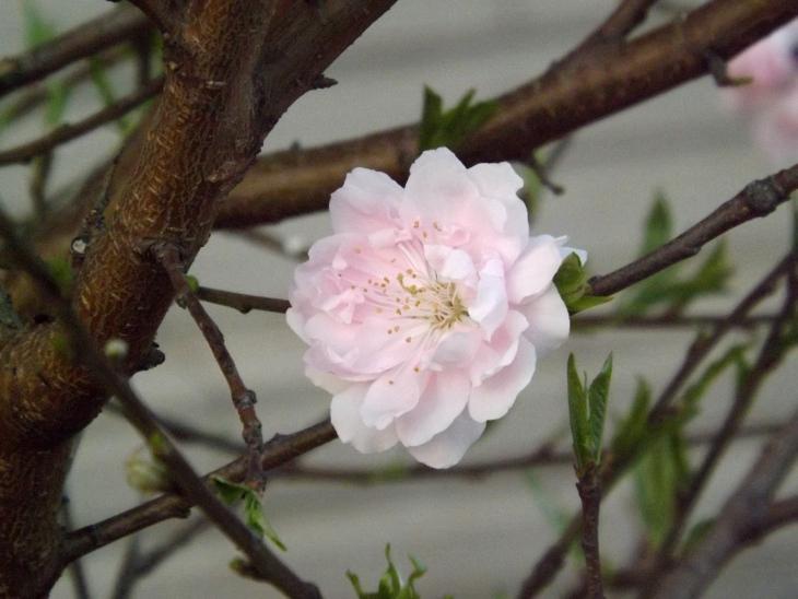 桃花剛開花圖一