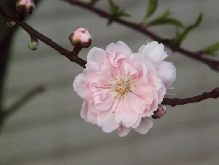 桃花剛開花圖二