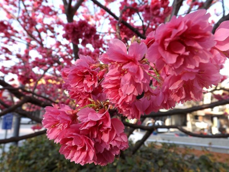 八重櫻開花特寫