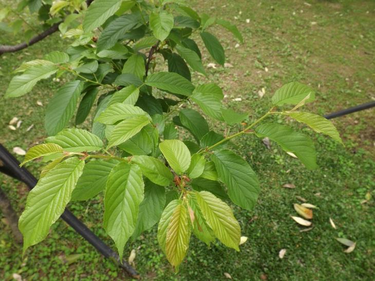 櫻花樹的綠色葉子