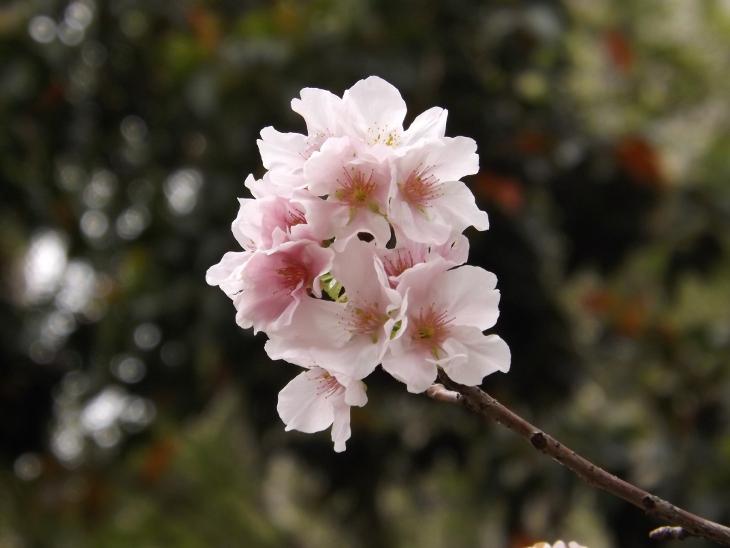 數枚山櫻花同時綻開特寫