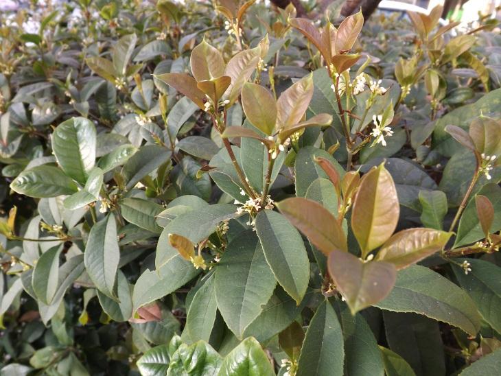 桂花 1