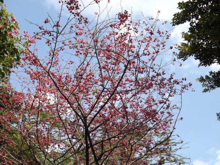 莒光公園櫻花一棵