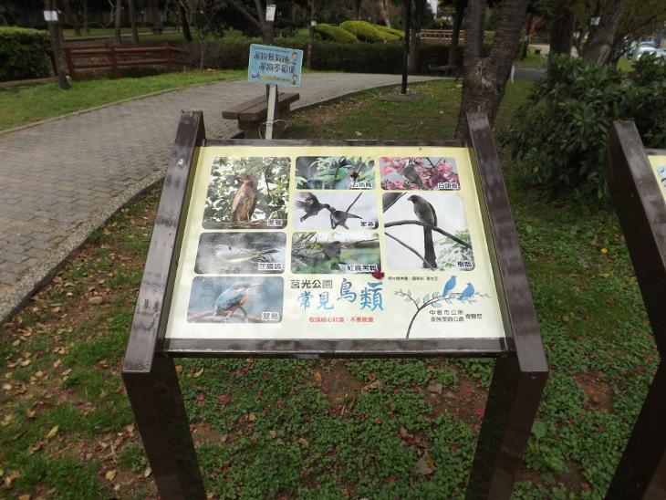 常見鳥類一