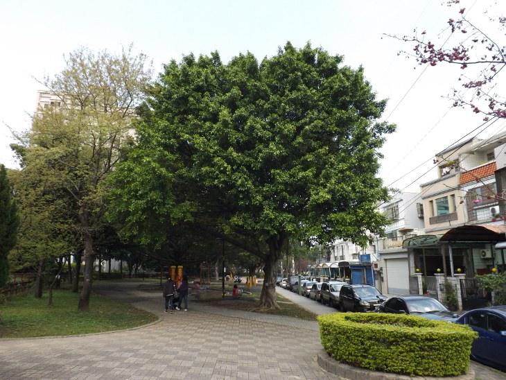 大榕樹