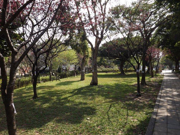 中壢莒光公園內栽種多株的櫻花樹