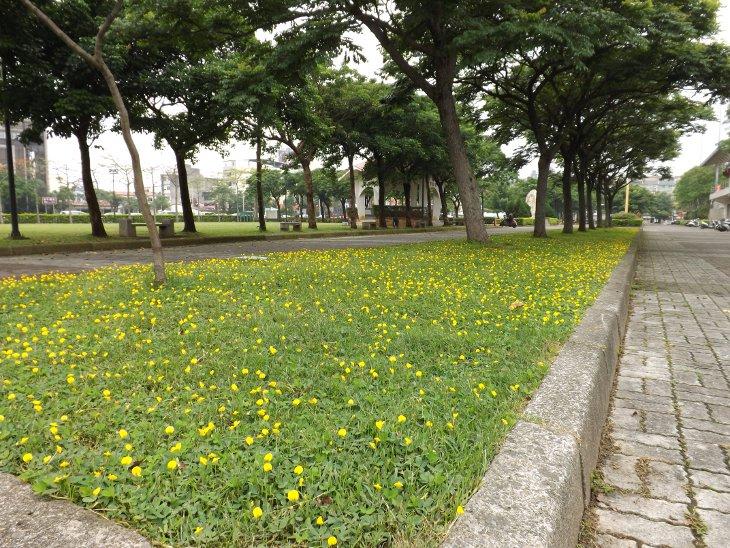 龍潭運動公園體育館旁一景