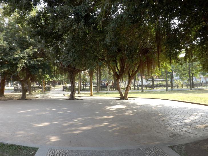 中壢中正公園的一個小角落榕樹下