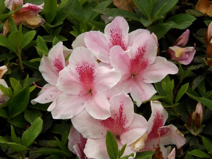 粉紅色杜鵑花