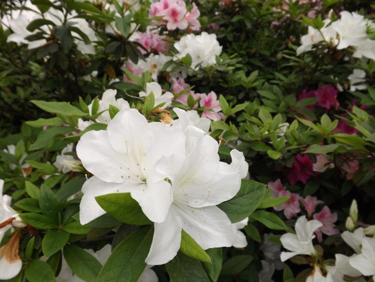 白色杜鵑花