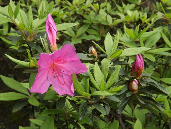 剛開啟的桃紅色杜鵑花