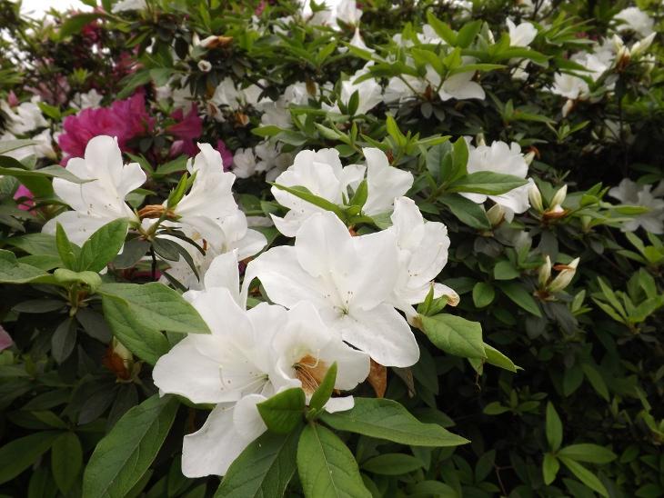 純白色的杜鵑花