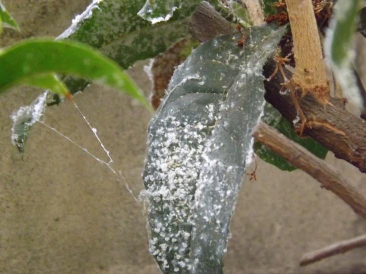 得了桂花白粉病的樹葉