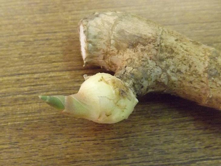 在老薑上發芽的嫩薑