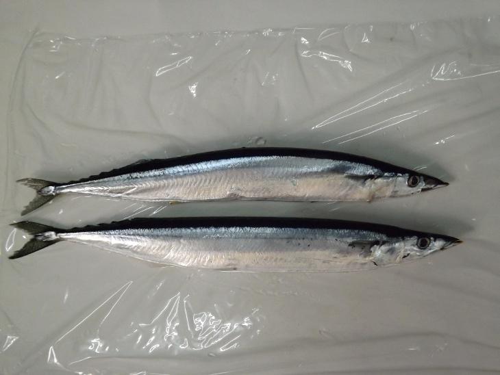 秋刀魚的體態