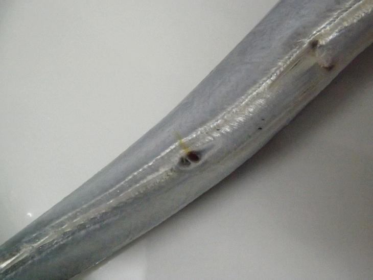 秋刀魚的腹部及肛門