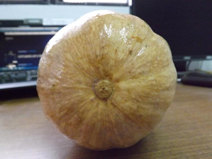 南瓜外觀的底部