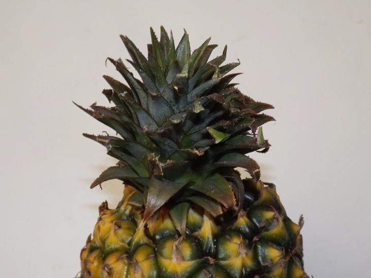 鳳梨頭部特寫