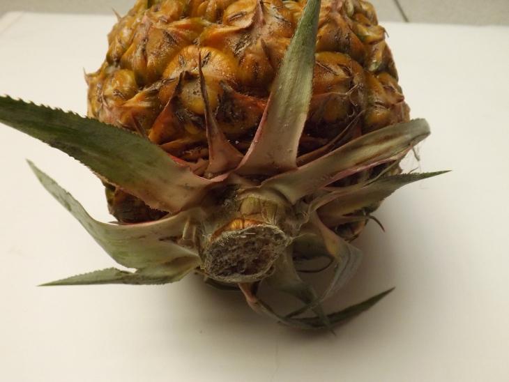 鳳梨底部特寫