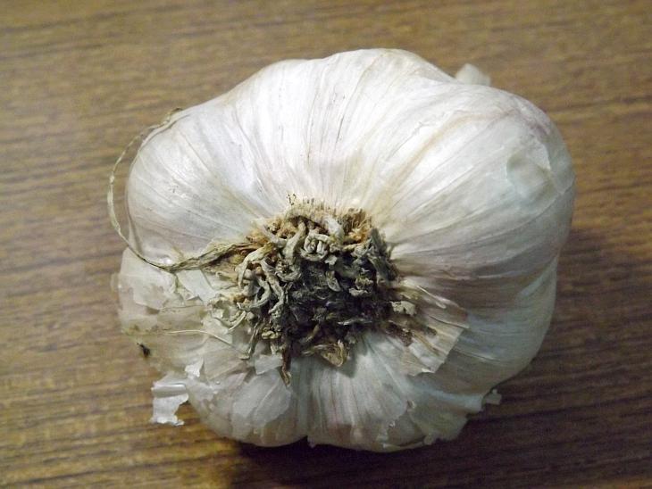 蒜頭根部