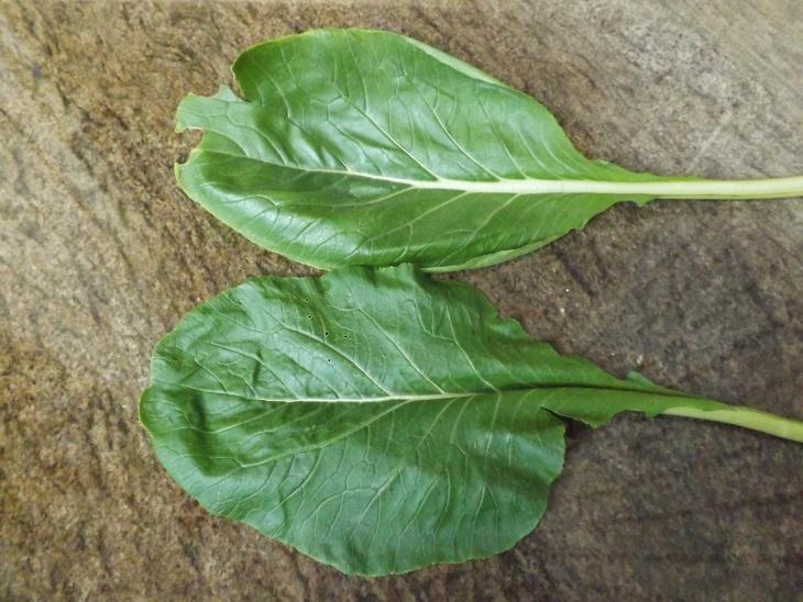 油菜葉子正面