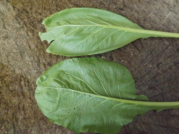 油菜葉子背面