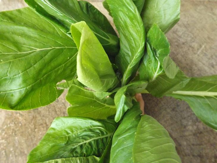 新鮮油菜樣貌