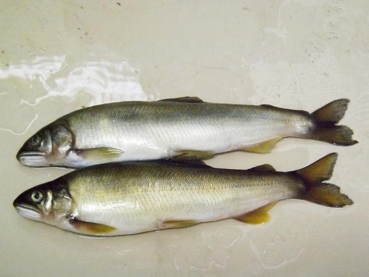 香魚的體態
