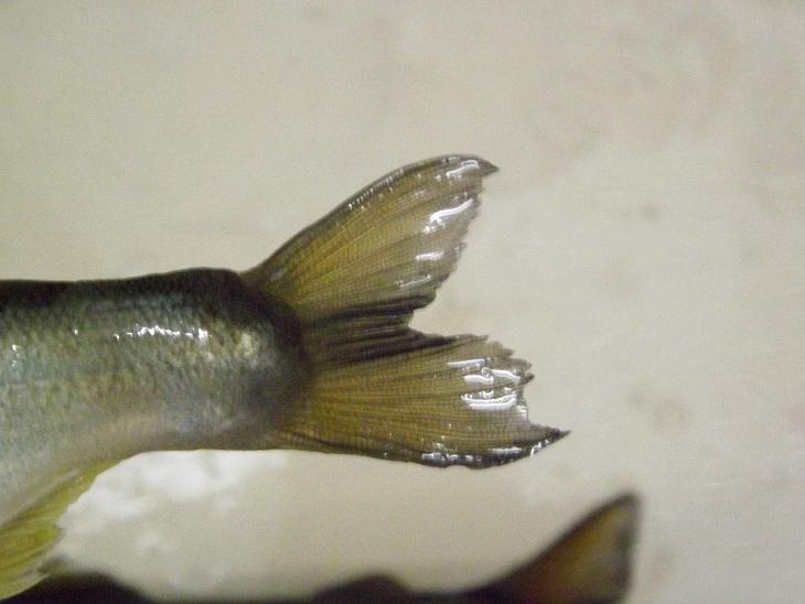 香魚尾部特寫