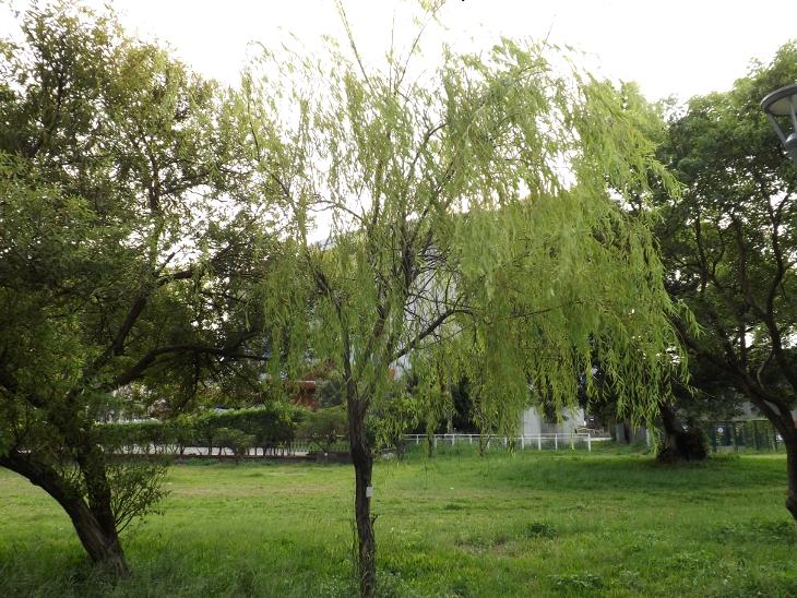 水柳植物外觀