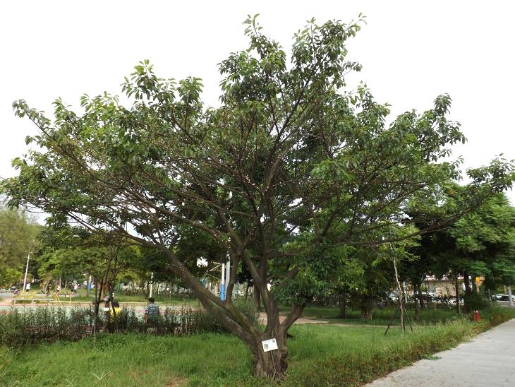雀榕的植物外觀