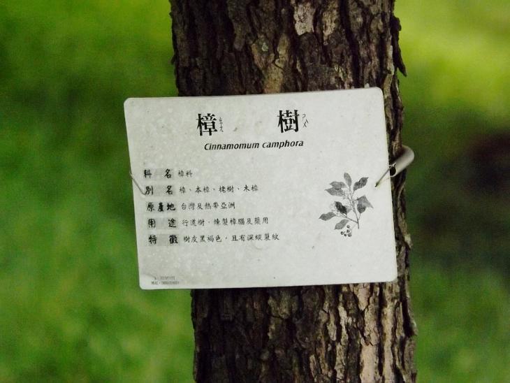 樟樹的樹幹表面龜裂