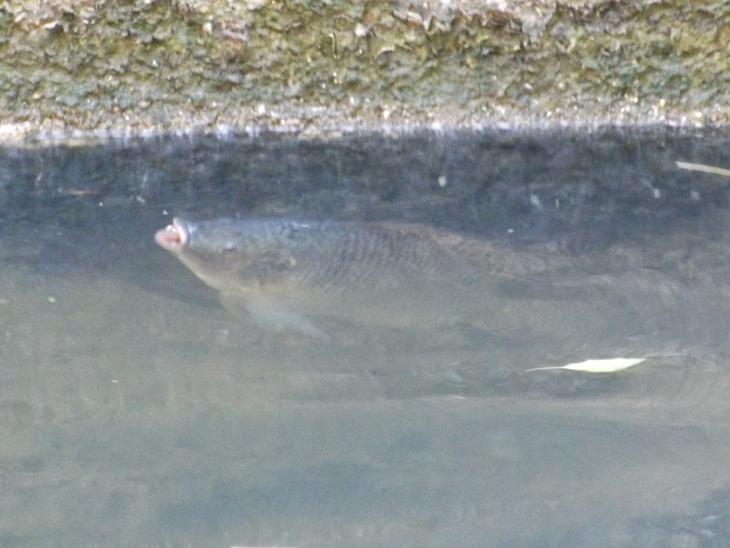 在都市河川內的吳郭魚