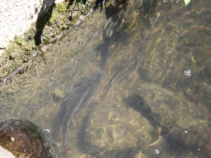 都市河川中的吳郭魚