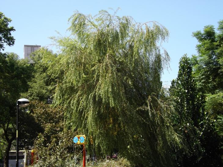 都市內的柳樹