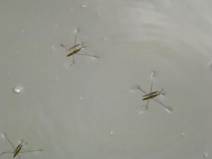 水黽照片一