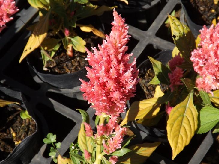 粉紅色的羽狀形雞冠花