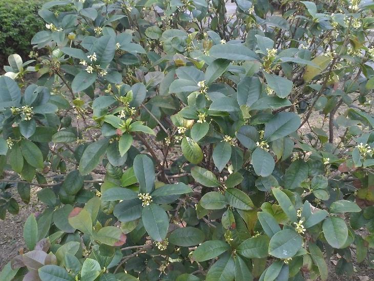 桂花圖片 12
