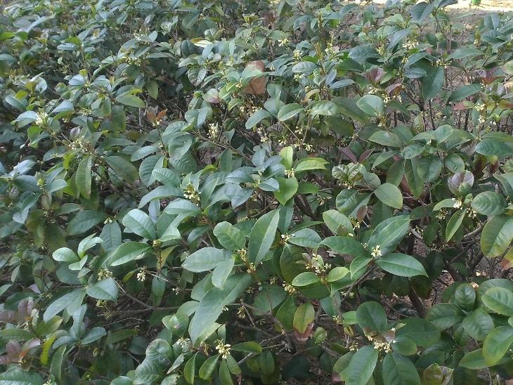 桂花圖片 13