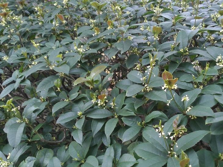 桂花圖片 14