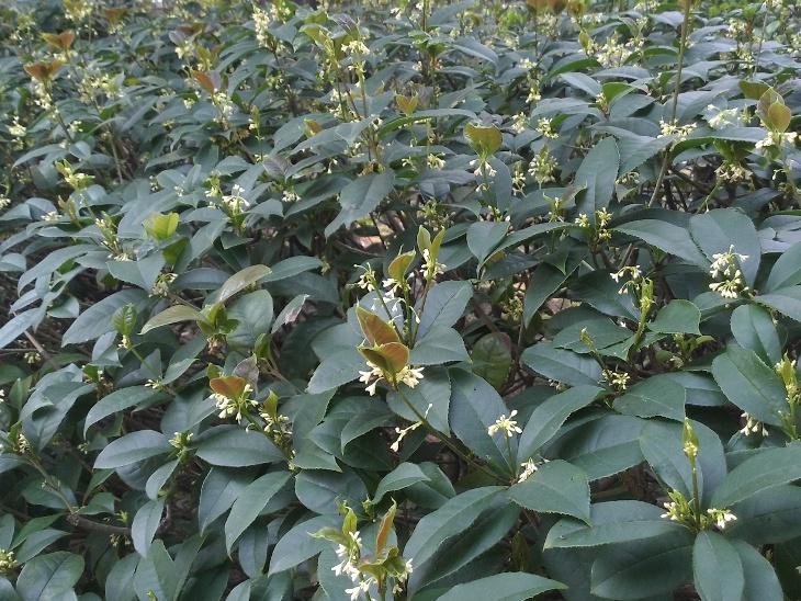 桂花圖片 15