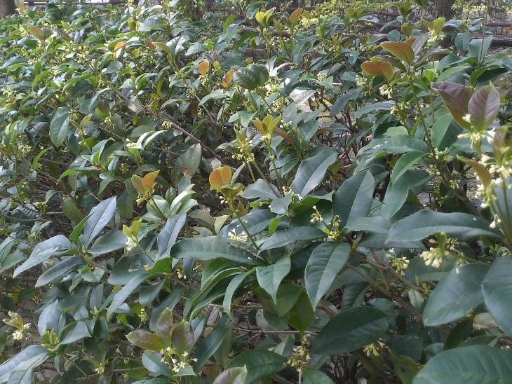 桂花圖片 16