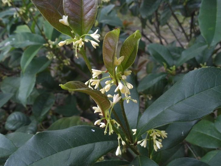 桂花圖片 17