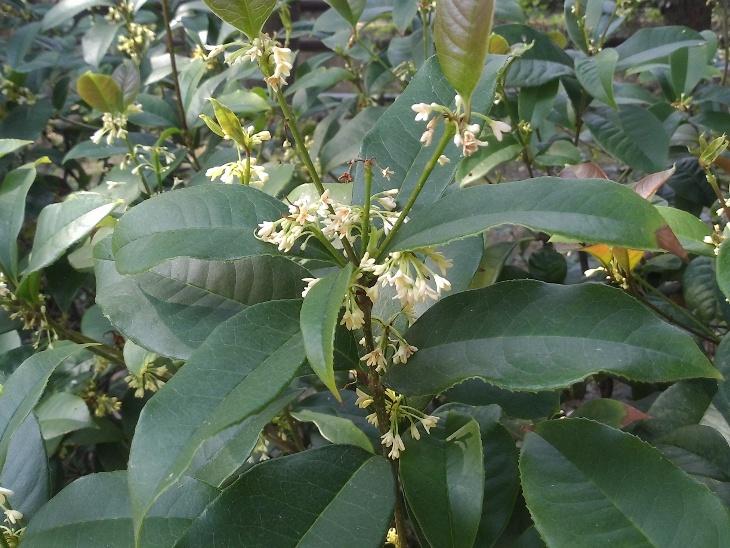 桂花圖片 18