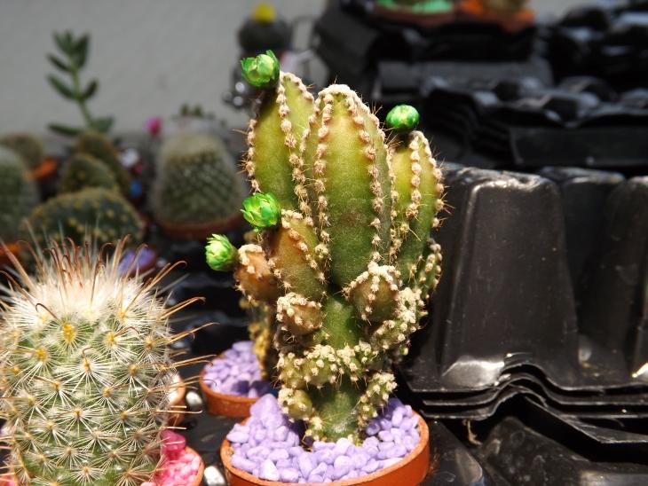仙人掌圖片5：開花的仙人掌