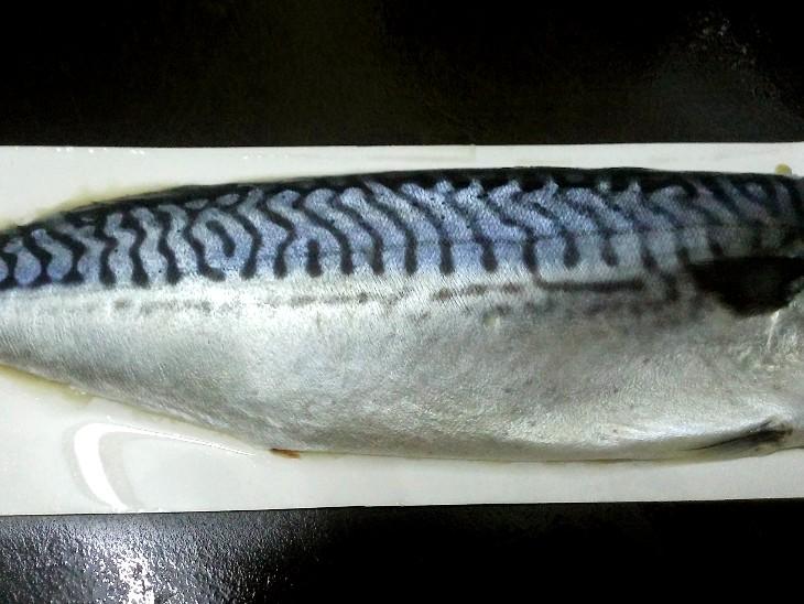 挪威鯖魚的外觀與背部紋路特寫